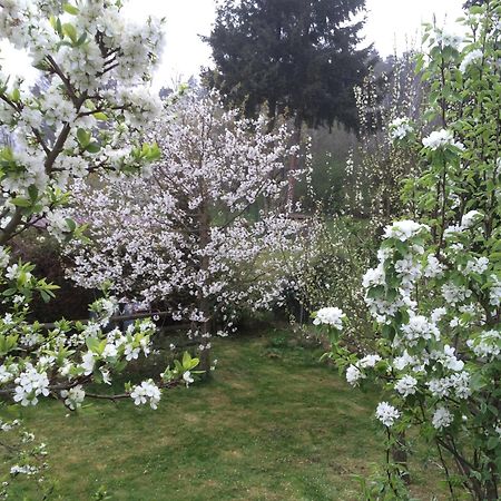 Ferienwohnung Kuckuck Auf Dem Sommerberg Incl Schwarzwaldcard Plus - 2 Zimmer 50Qm 巴特维尔德巴德 外观 照片